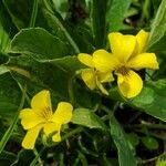 Viola sempervirens फूल