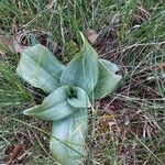 Anacamptis coriophora Blatt