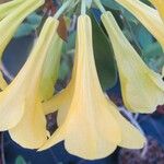 Rhododendron aurigeranum Flower