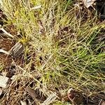 Carex eburnea Hoja