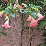 Brugmansia versicolor Blomst