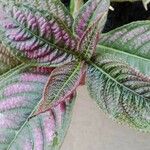 Strobilanthes auriculata Yaprak