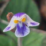 Craterostigma plantagineum Flower