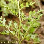 Asplenium cuneifolium ᱮᱴᱟᱜ