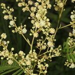 Senegalia tenuifolia Plante entière