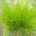 Trachypogon spicatus Leaf