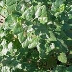 Teucrium flavum Blatt