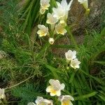 Freesia leichtlinii Flower