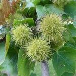 Liquidambar formosana Φρούτο