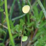 Cotula coronopifolia Цвят