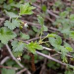 Ribes divaricatum Habitus