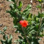 Punica granatum फूल