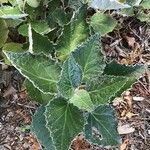 Pericallis appendiculata Leaf