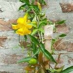 Dolichandra unguis-cati Квітка