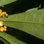 Clavija costaricana Leaf