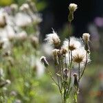 Cirsium arvense Fruit