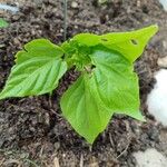 Capsicum chinense Leaf