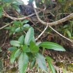 Caldcluvia paniculata Leht