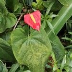 Anthurium scherzerianumЦвят