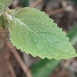 Plectranthus ecklonii Leaf