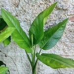 Dieffenbachia oerstedii Feuille