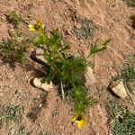 Adonis dentata Habit