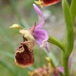 Ophrys holosericea Flor