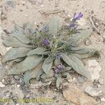 Echium bonnetii Облик