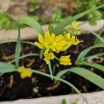 Allium moly Blomst