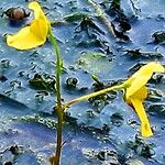 Utricularia aurea