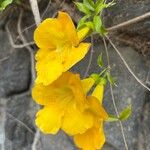 Macfadyena unguis-cati Fleur