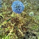 Echinops ritroFlower