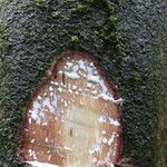 Dichostemma glaucescens Bark