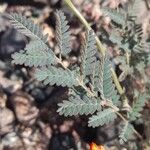 Hoffmannseggia glauca Leaf