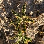 Scolymus hispanicus Blatt