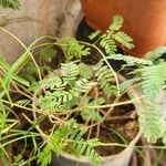 Prosopis cineraria Habit