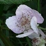 Rubus armeniacus Kwiat