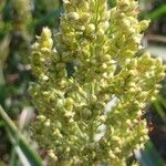 Sorghum bicolor Fruit