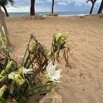 Pancratium maritimumFiore