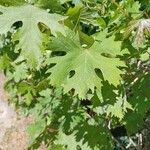 Vitis vinifera Leaf