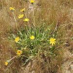 Wyethia angustifolia Hábito