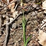 Polygala flavescens Blad