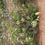 Euphorbia milii Leaf