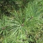 Pinus jeffreyi List