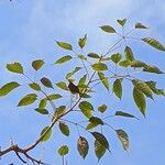 Handroanthus heptaphyllus Folha