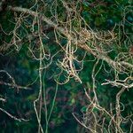 Cassytha filiformis Bark