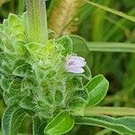 Meiosperma bracteatum Λουλούδι