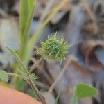 Medicago truncatula Frucht