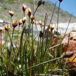 Juncus triglumis Habitus