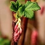 Ribes sanguineum Hoja